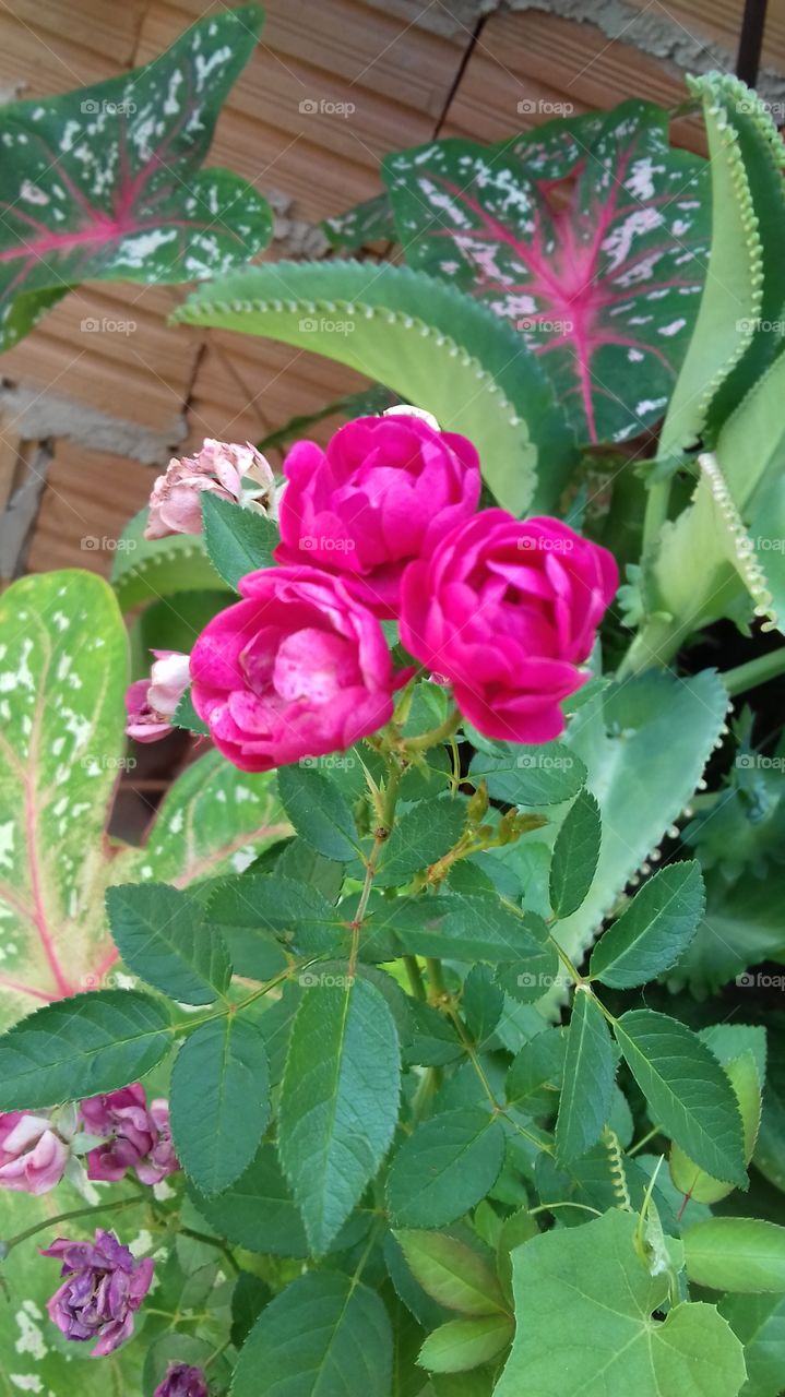 Uma linda flor rosa