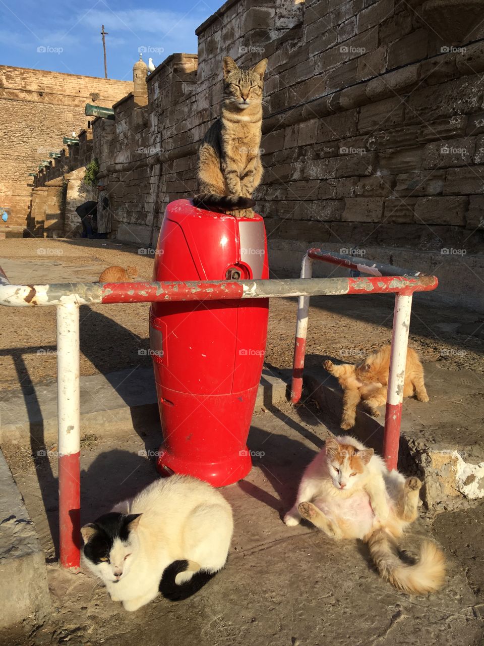 People, No Person, One, Mammal, Two