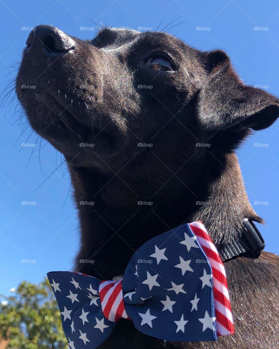 My friend's dog proud to celebrate America's Birthday.