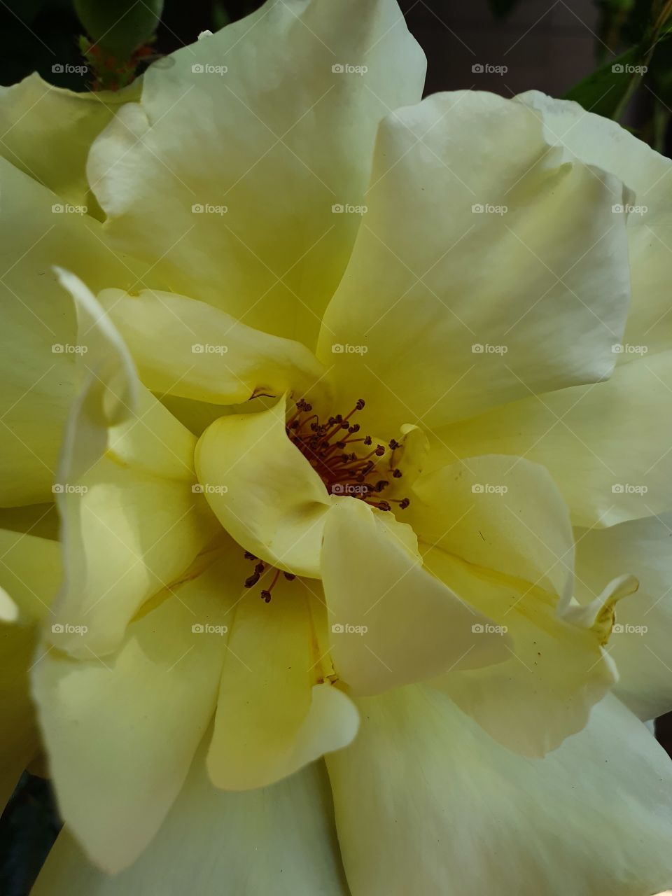 light yellow rose center closeup