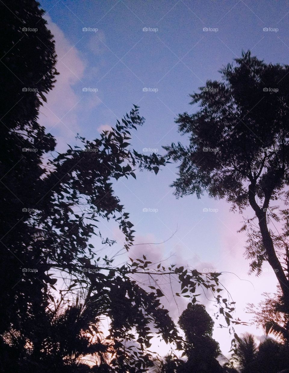 This is a image of a evening sky.The sky is blue in colour and the surrounding clouds are pink in colour.This sunsetting evening is seems amazing.The sky can be seen through trees and clouds are in pink colour because of the sun rays of setting sun.