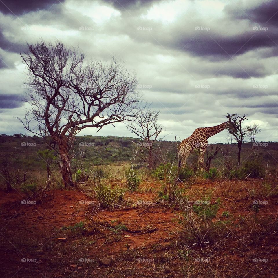 Giraffe, Landscape, No Person, Savanna, Dawn