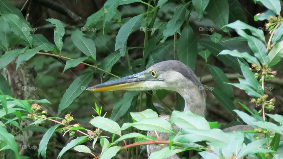 Great Blue Heron in stealth
