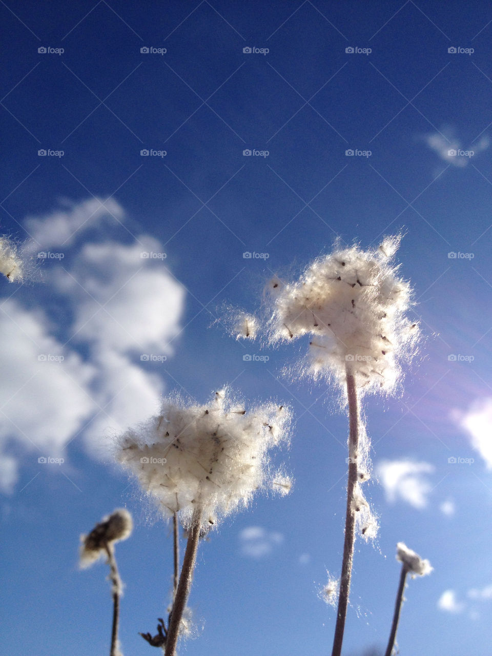 Low angle view of weathered dandelion flower