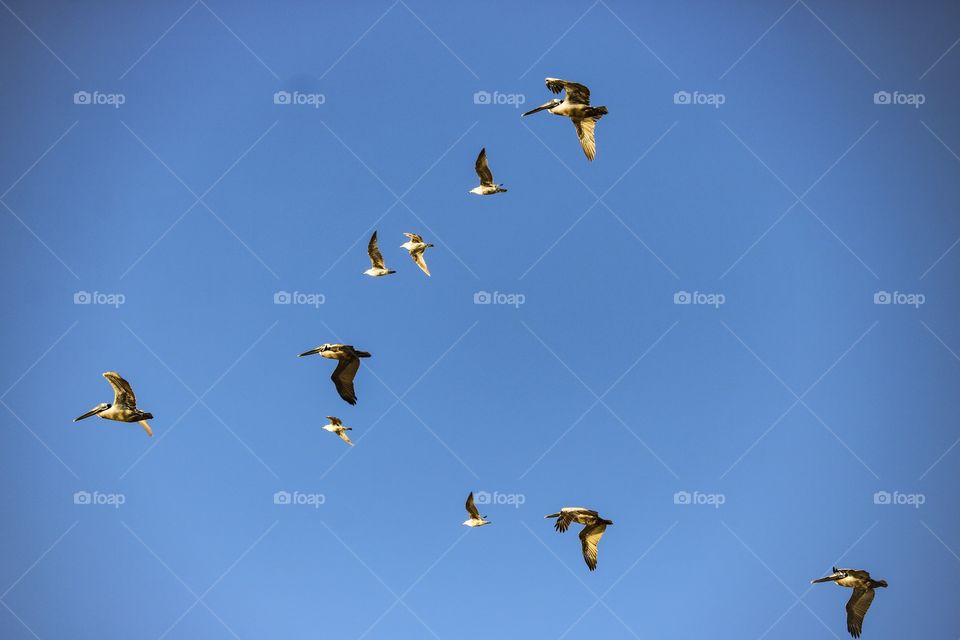 Pelicans & Seaguls in San Clemente, CA
