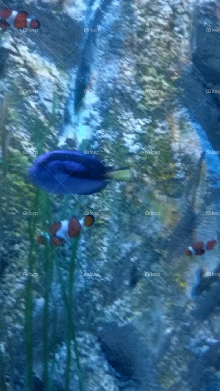 Dory and Nemo