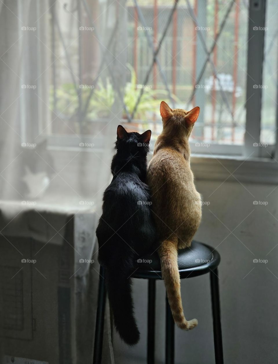 "Three cats" An orange cat. A black cat. A black and white cat. Two cats on a bench look out the window. The other cat observes them.  Tango, Toga and Mimi.