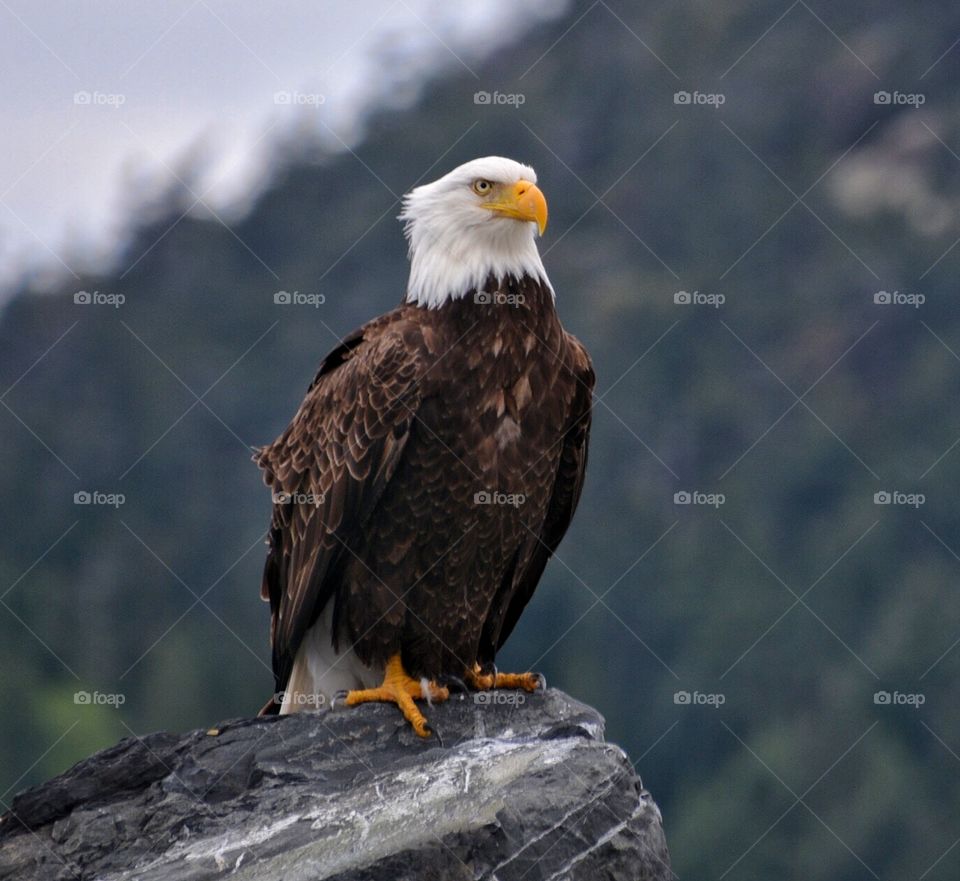 Bald eagle 3