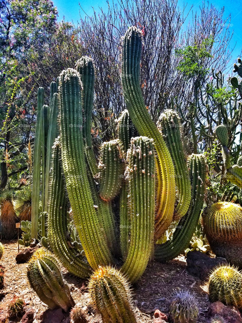 Cacti IV