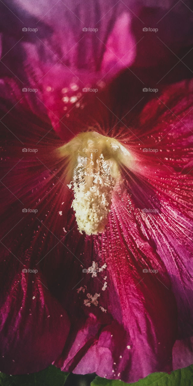 A dusting of Pollen. The pollen of this Hollyhock flower, lightly dusts its petal.