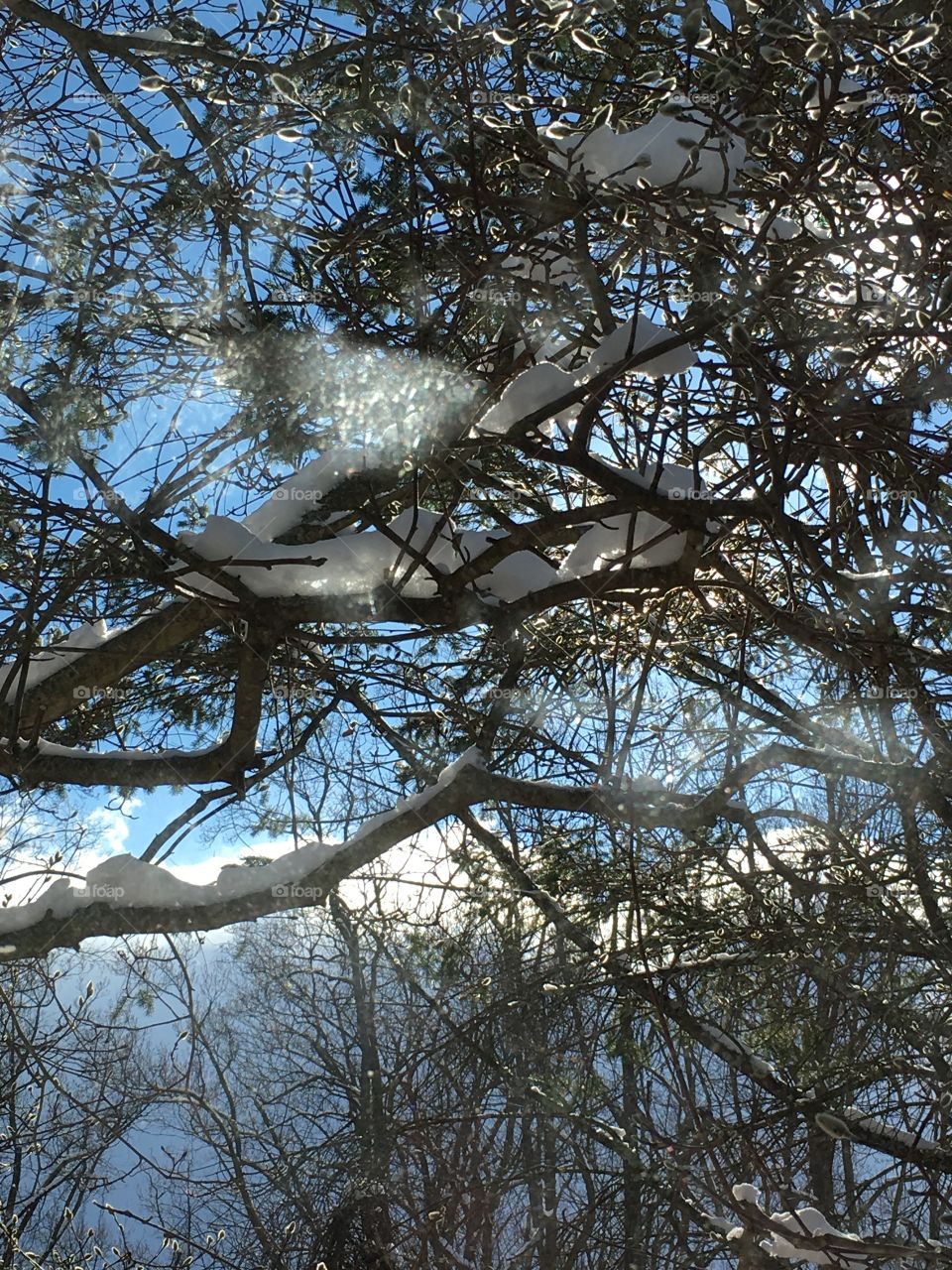 Sunlight through snow covered branches