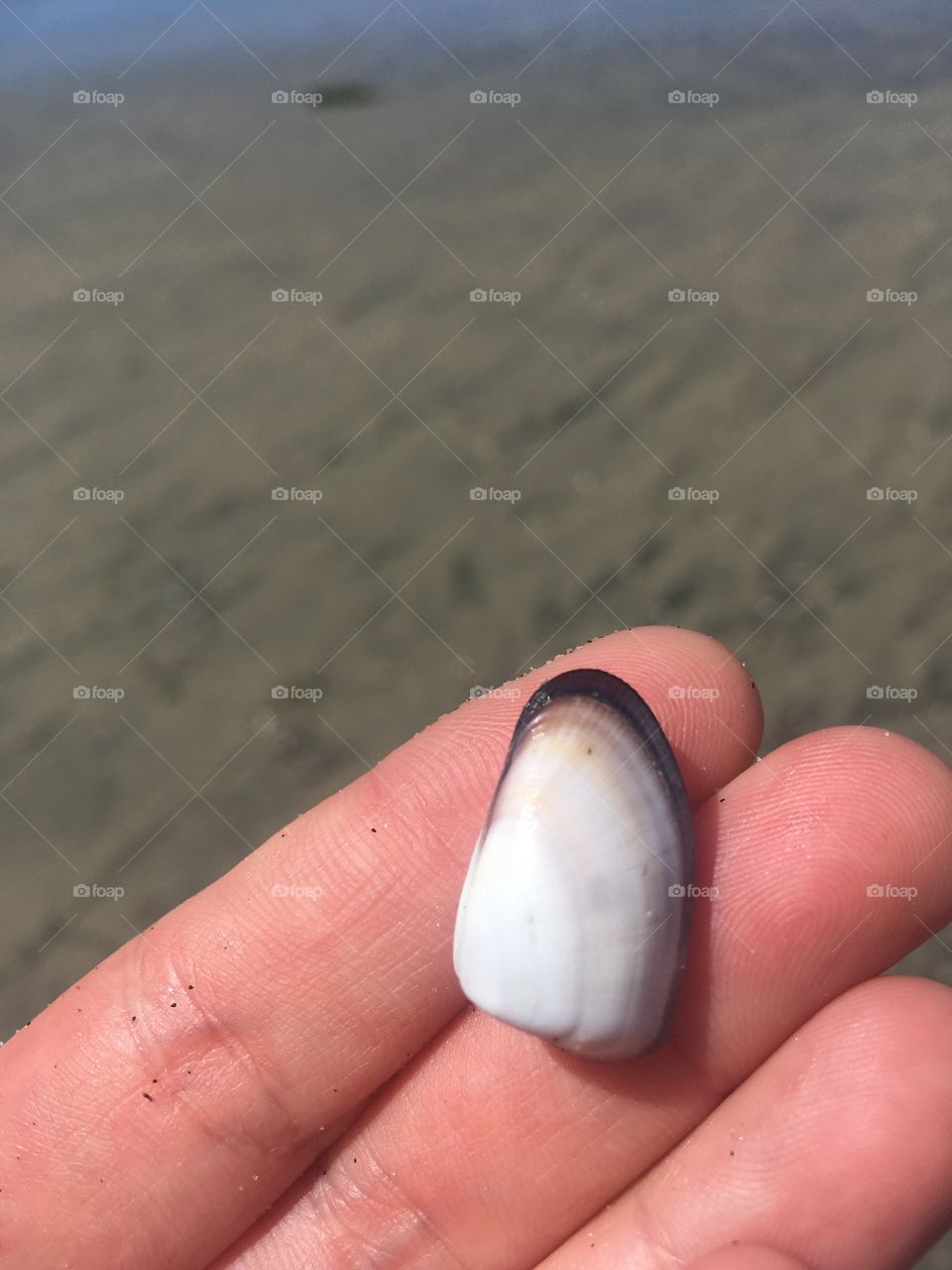 Bean clam 