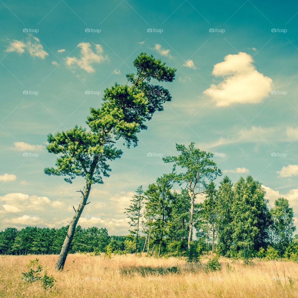 No Person, Nature, Tree, Landscape, Outdoors