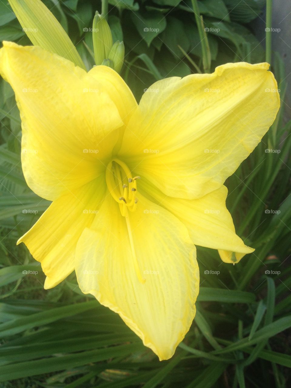 Yellow Flower