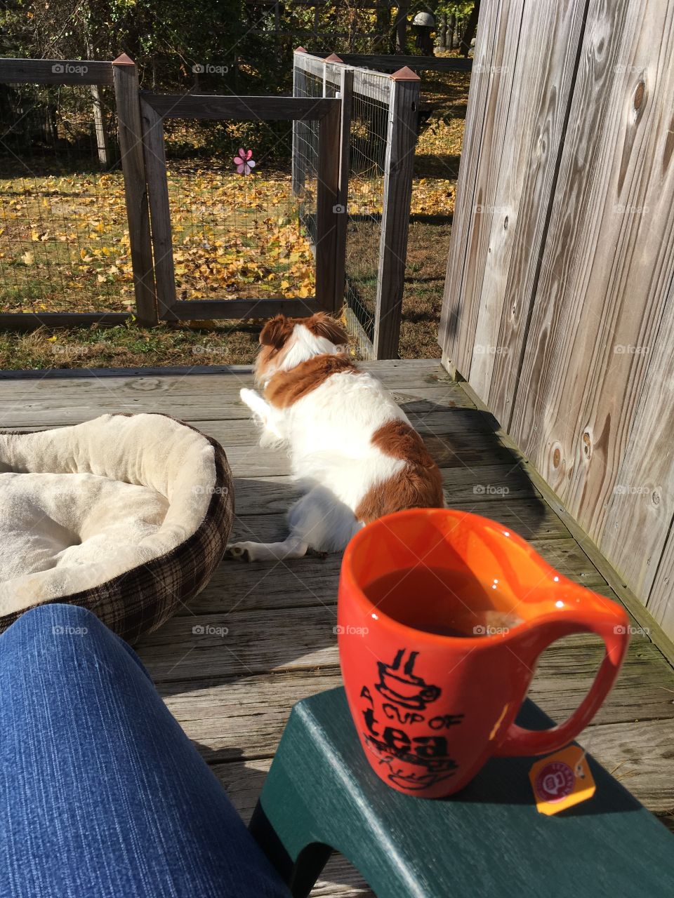 Relaxing on my deck with my best girl 