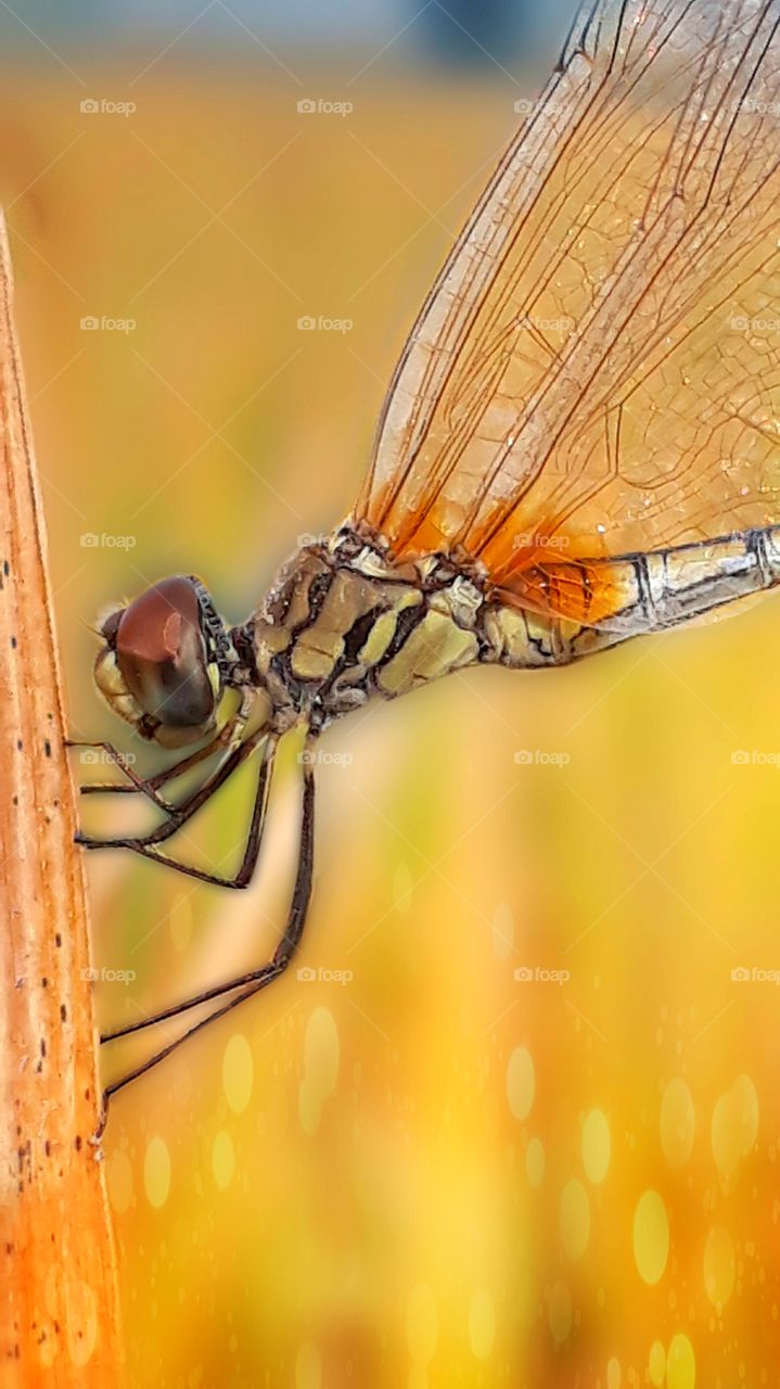 head shot of dragonfly