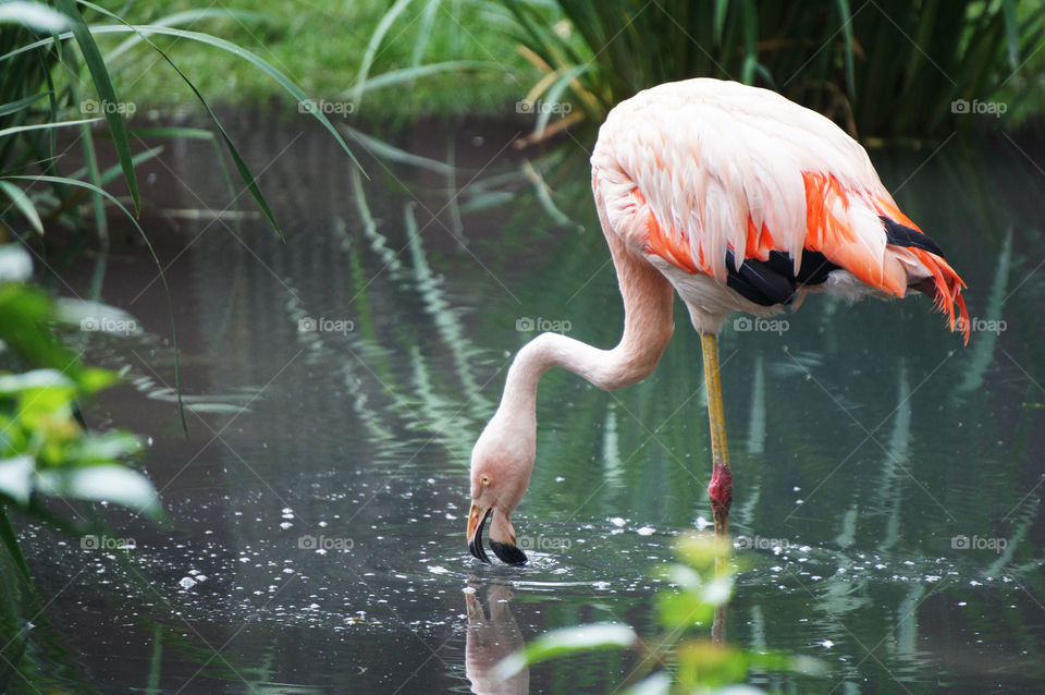 Flamingo in the Water with a Reflection 