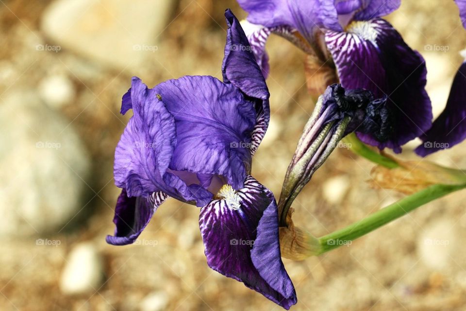 Flower in close up