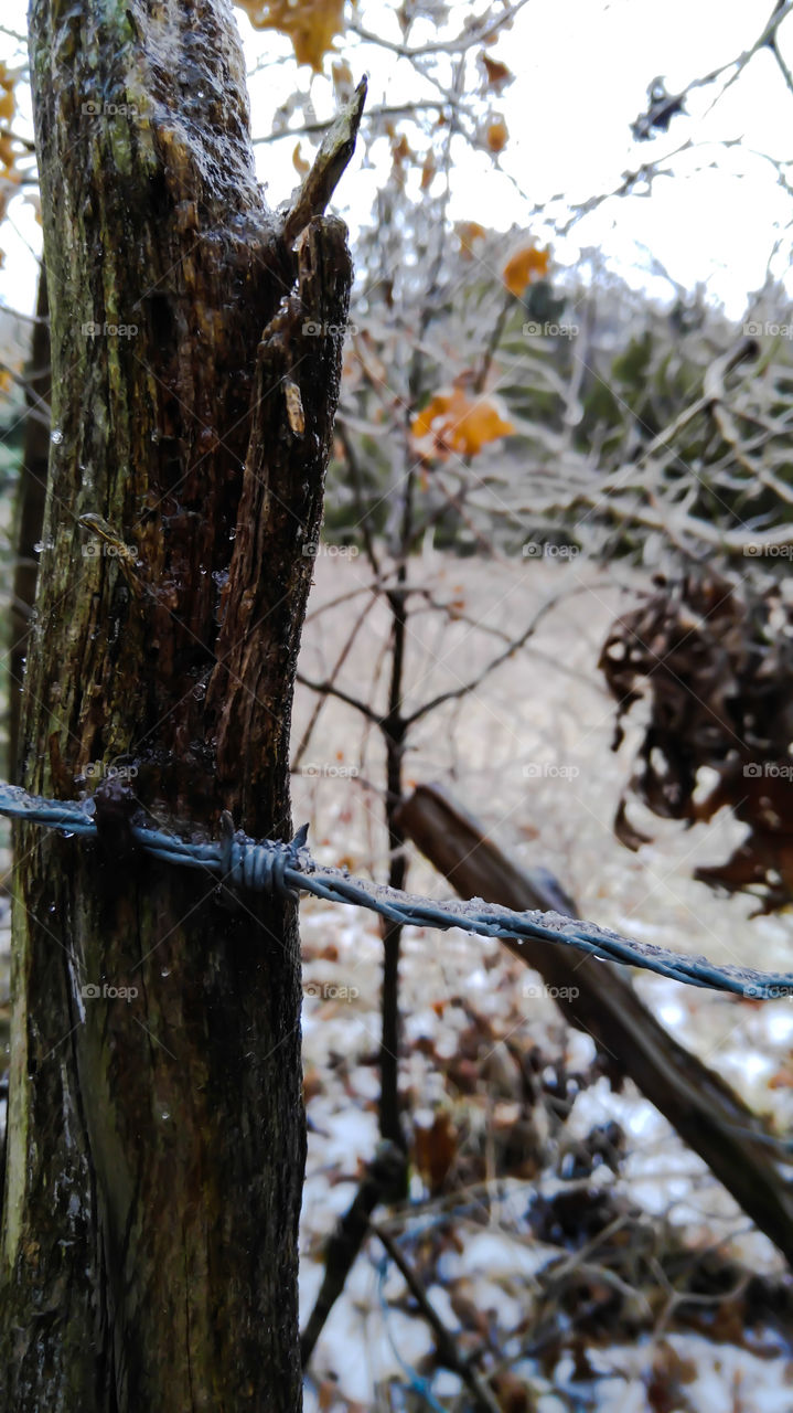 Winter Ice Storm