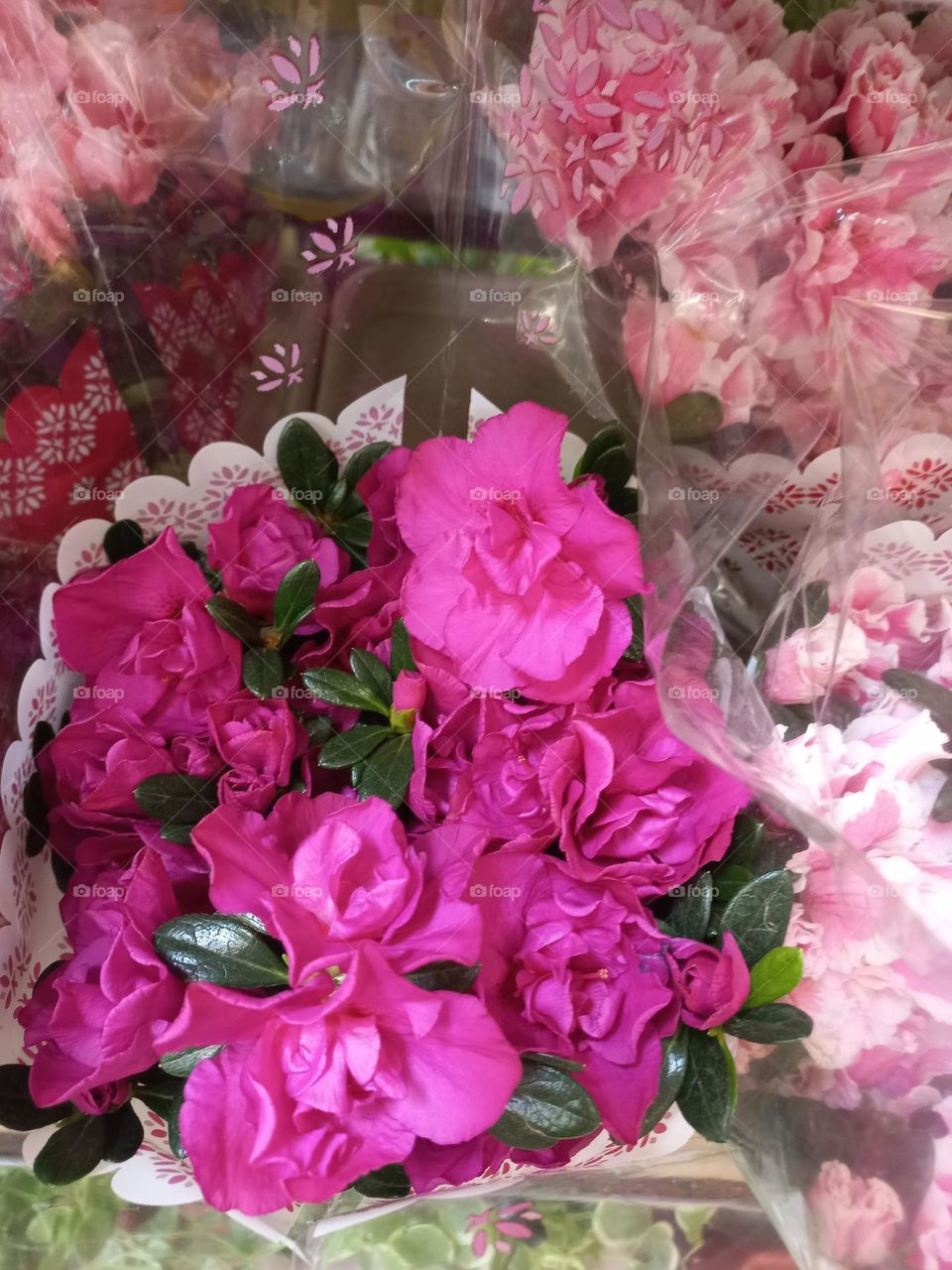 Flores e seus encantos. A flor é o órgão de reprodução das plantas , é a parte de onde sairá a semente ou o fruto. Símbolo da beleza feminina.