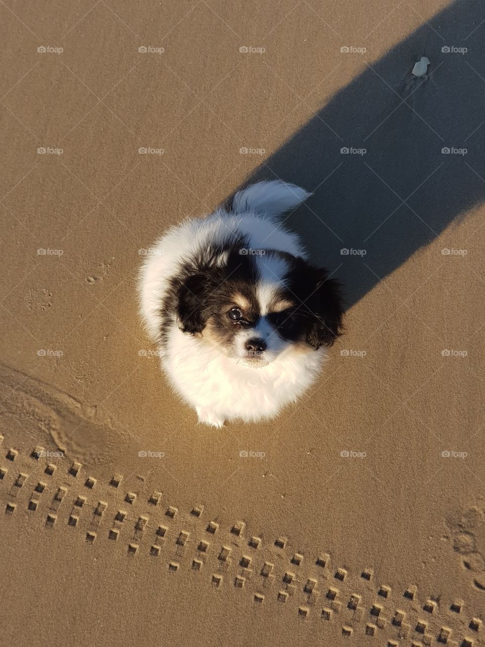 Puppy Obedience training on the beach