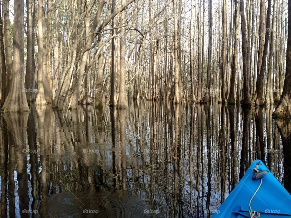 Paddling thru the Cypress Trees