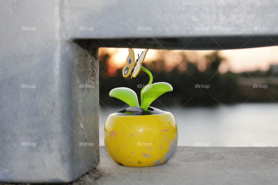 No Person, Nature, Still Life, Food, Summer