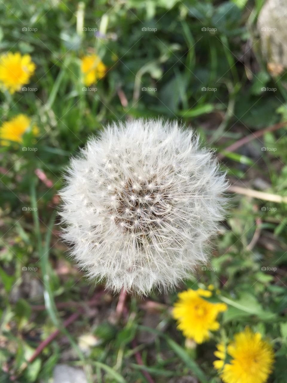 Spring 2017 is coming!