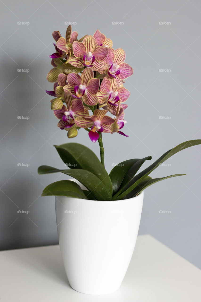 Orchids flowers on flower pot