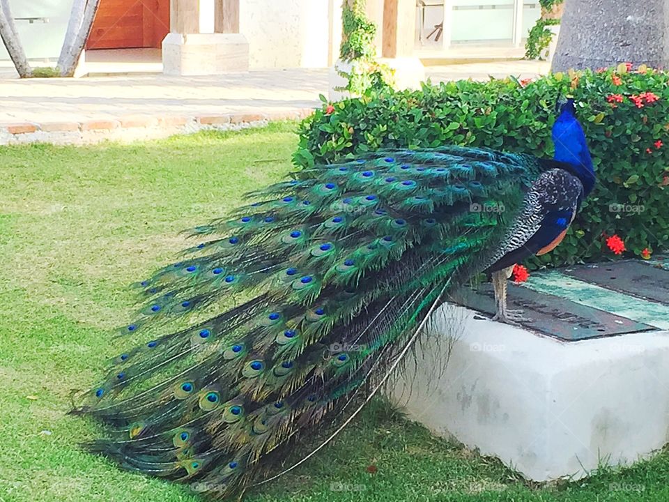 Peacock 