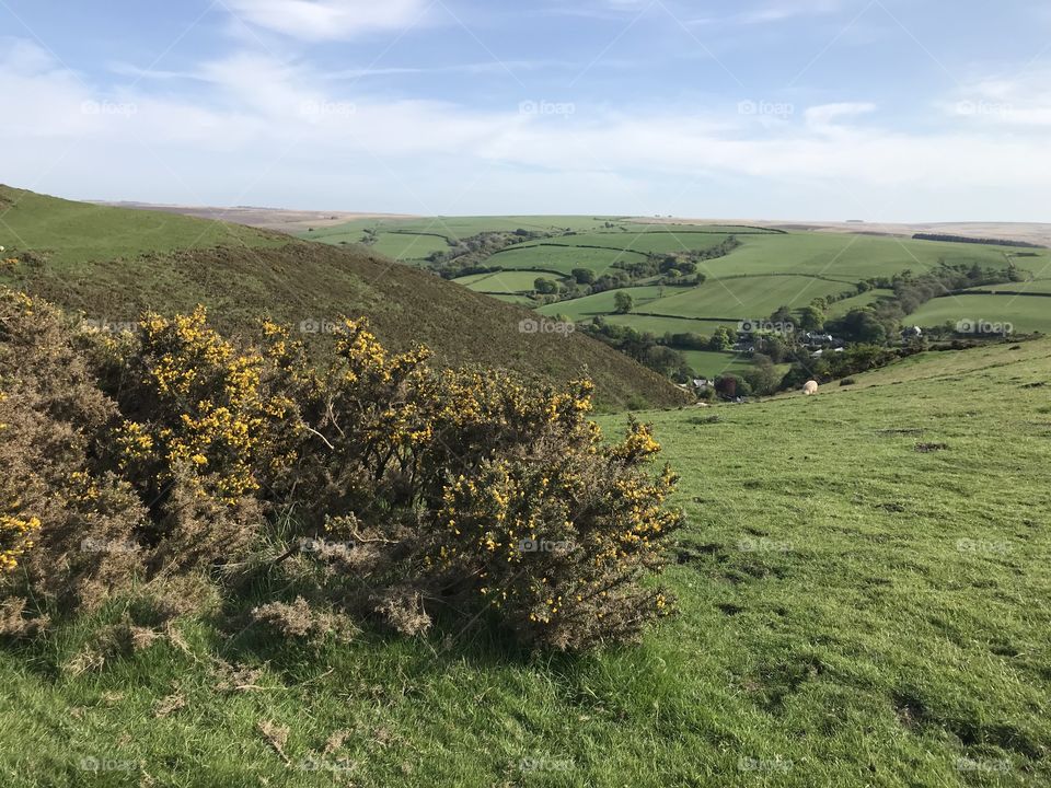 Oare near Porlock looking sumptuous and transparent in wonderful spring sunshine, and with some lovely gorse for good measure.