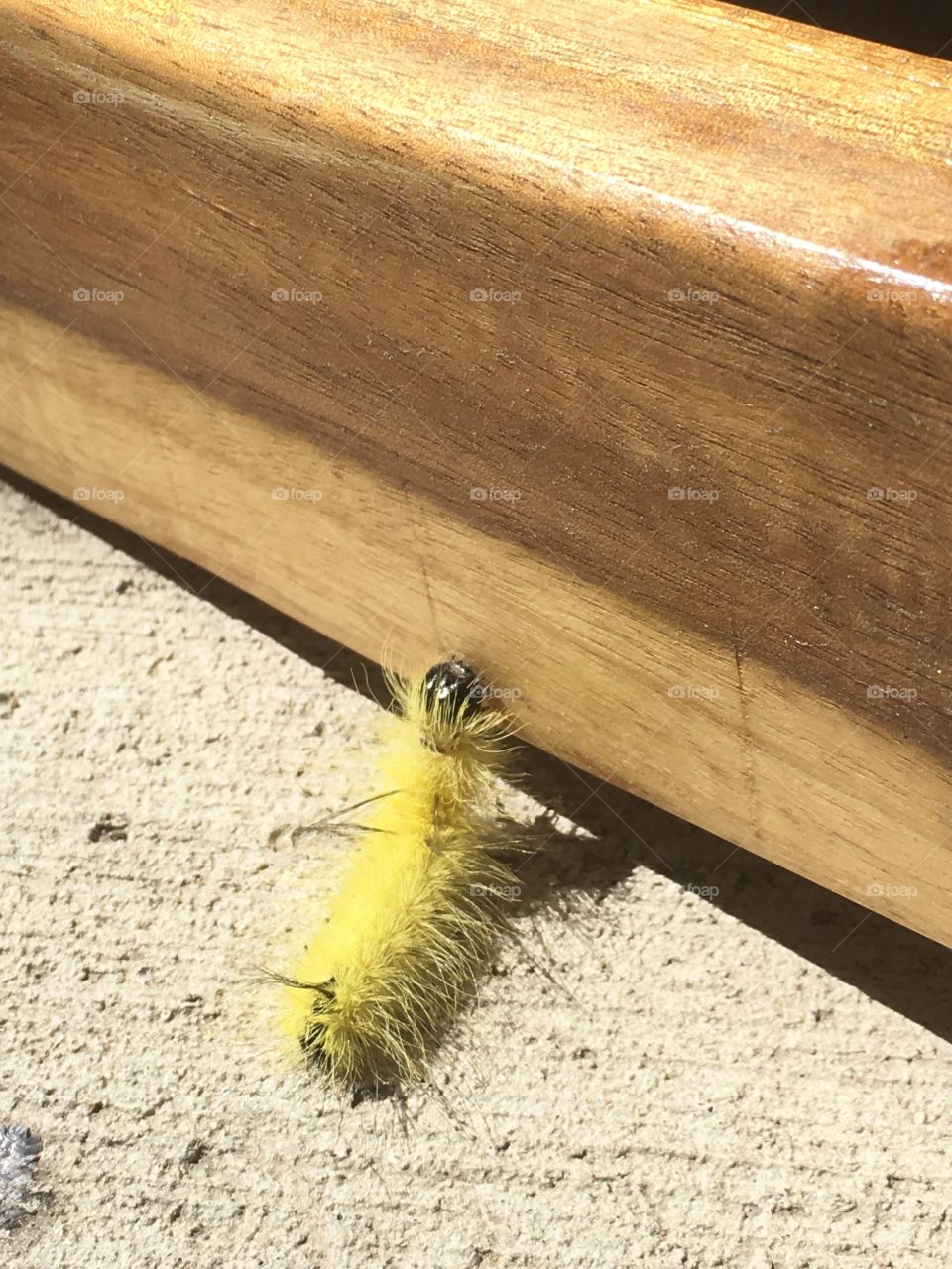 Yellow Mellow Summer Sunshine Caterpillar