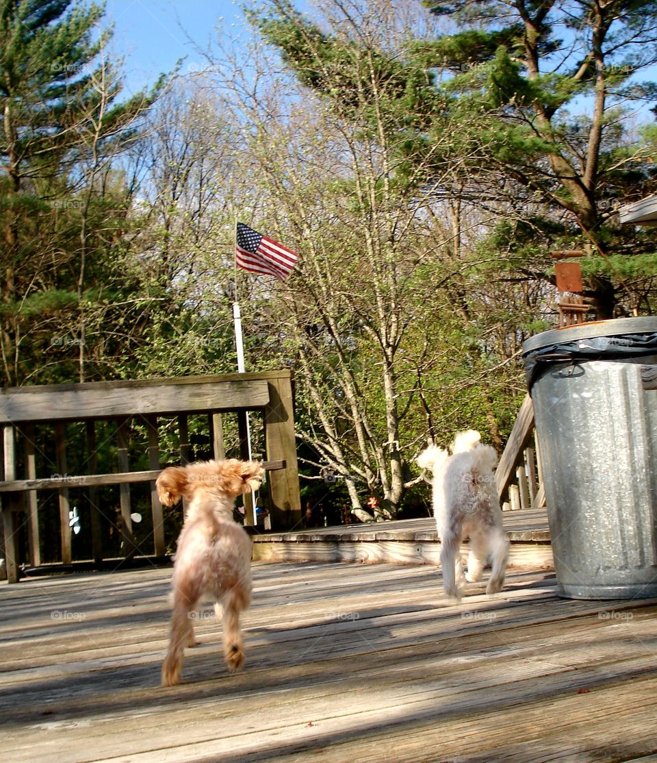 Two dogs running out of house, off deck to backyard. It's springtime, sun shining. Both dogs are poodles.