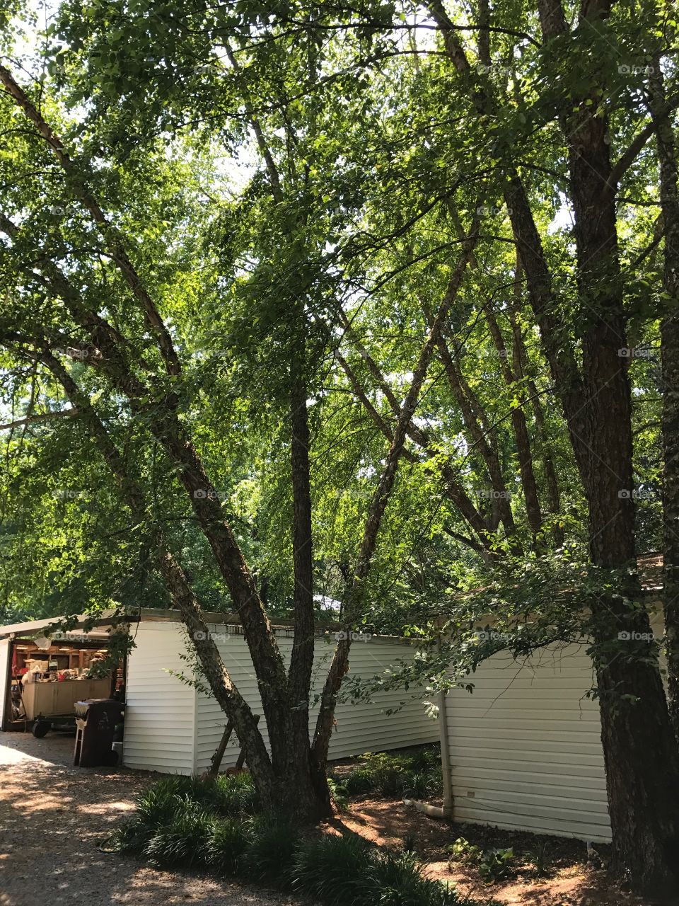 Woods surrounding my grandmother's shed.