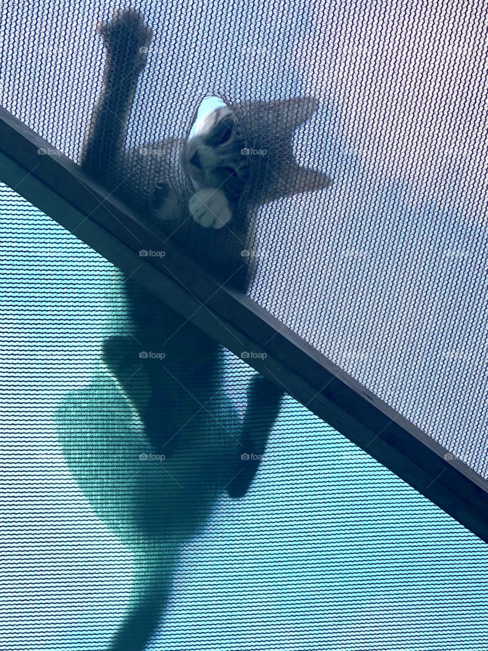 Cat peeping through a hole