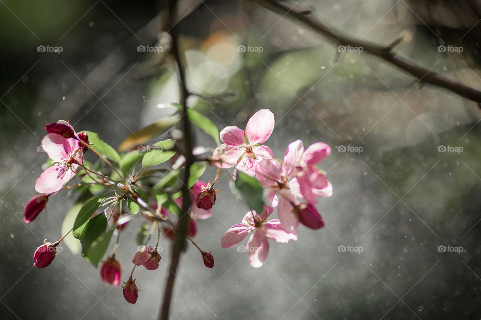 Blossom branch of crabapple at sunny day