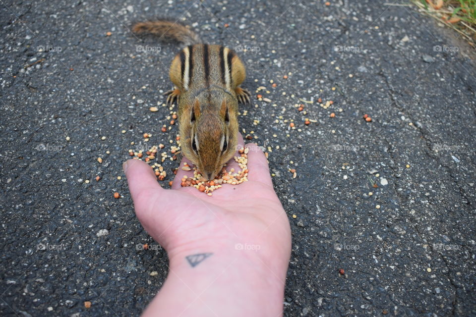 Hungry Chipmunk