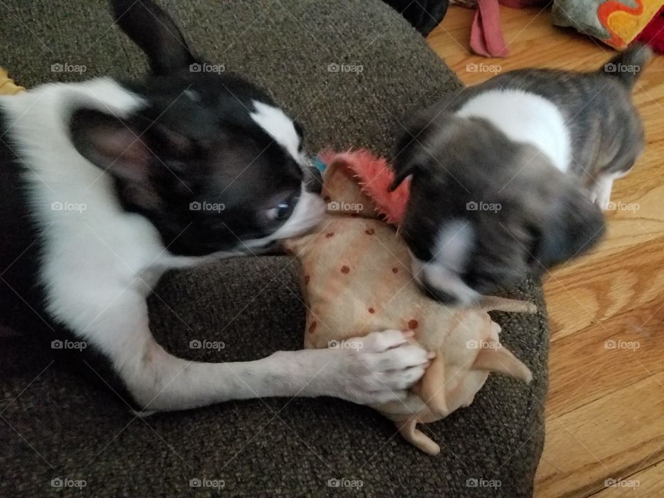 Mr Pepe and Piggy playing with Barkbox toys