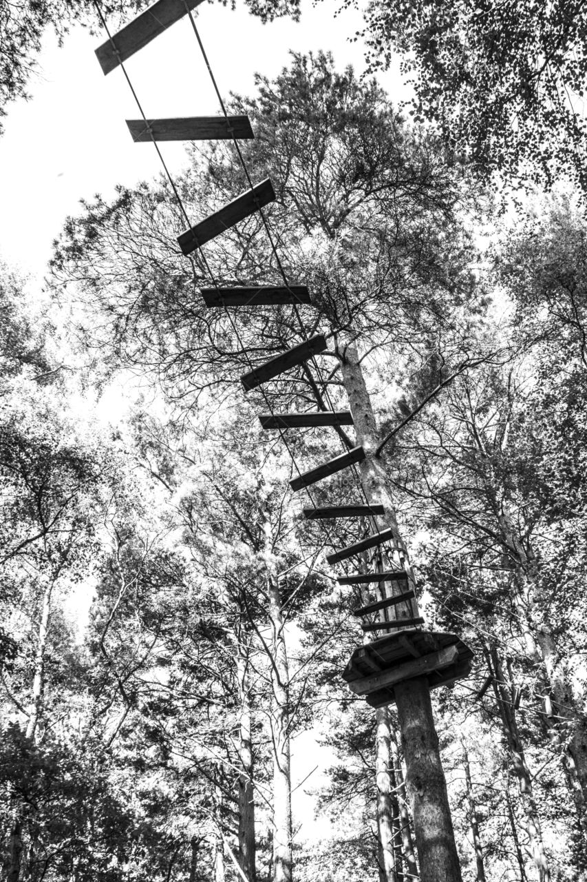 Tree Walkway. Tree Walkway