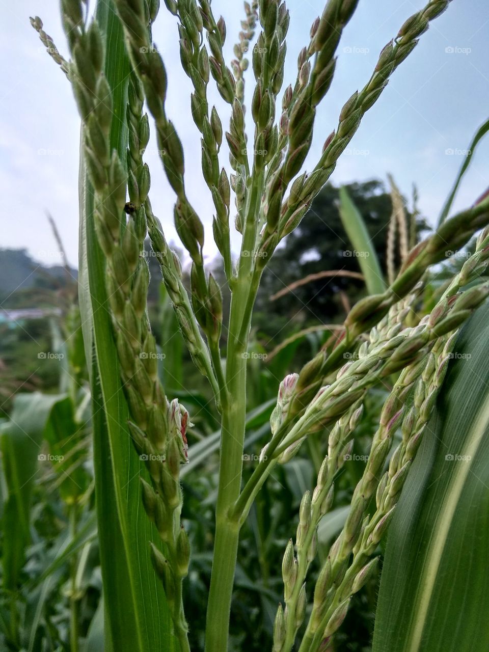 Grass create a nice image