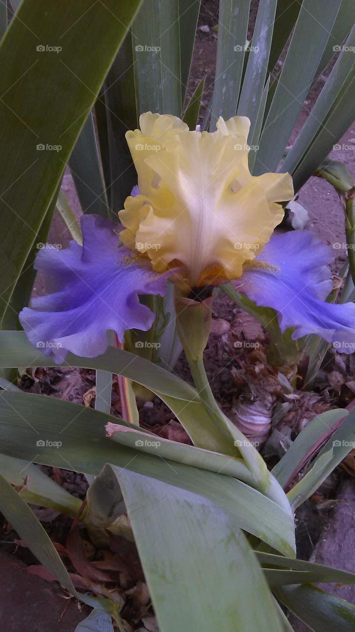 Purple wings. Out for a walk