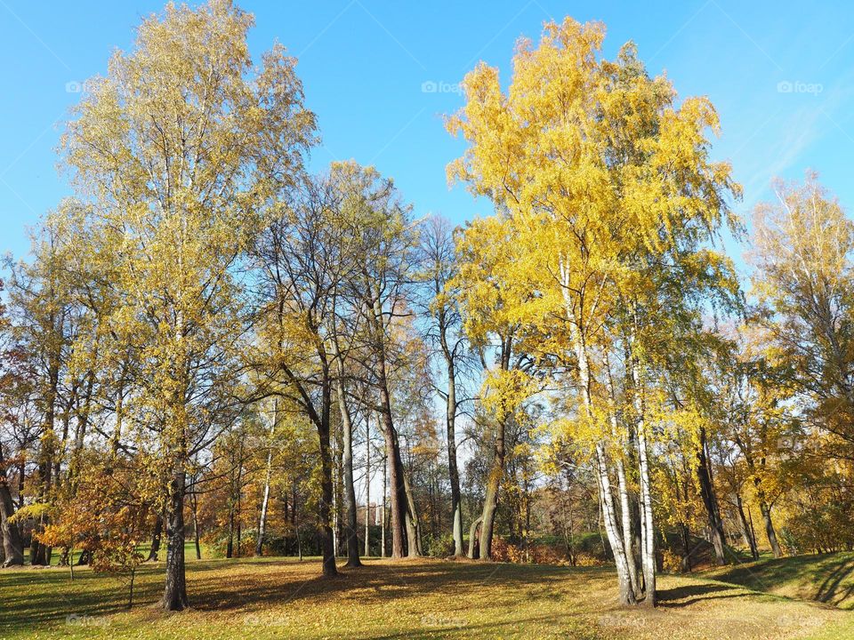 Fall. Sunny day. Park