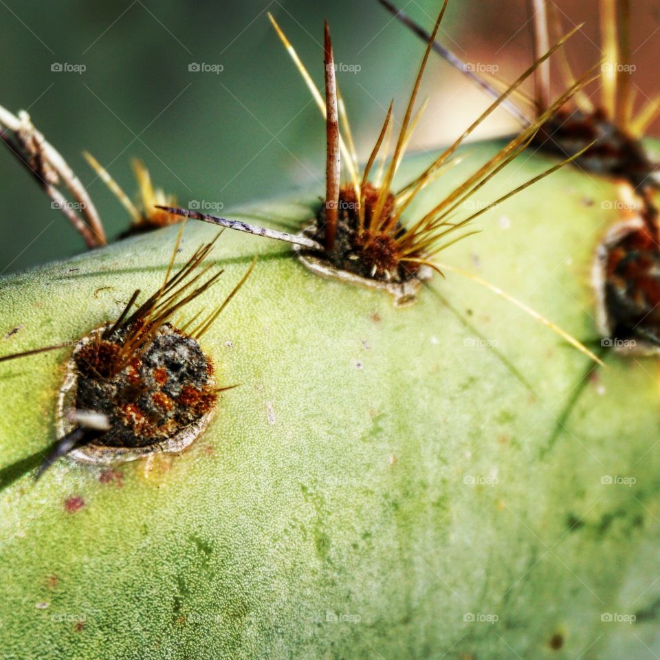 Sharp and prickly Nopales cactus