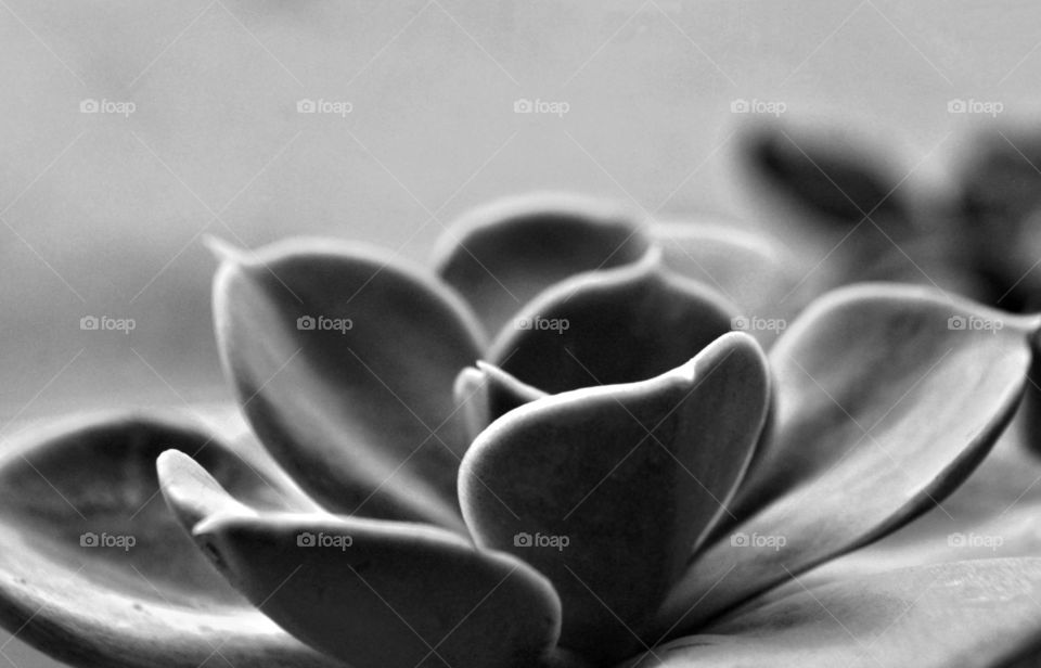 Black and white DSLR macro photo of Echeveria succulent