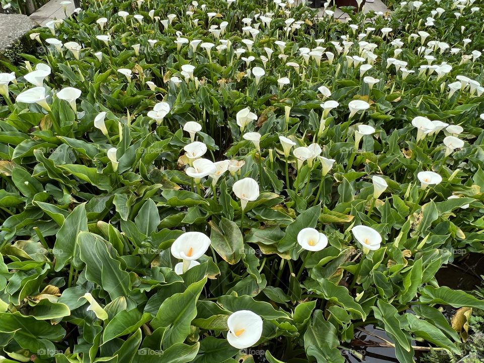 Alocasia in Yang Ming Shan 