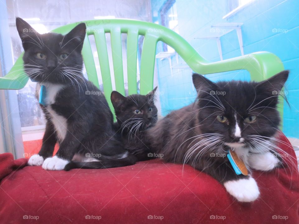 Black and white kittens