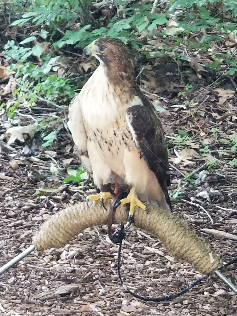 Female Redtail Hawk almost 31 or 32 years old
