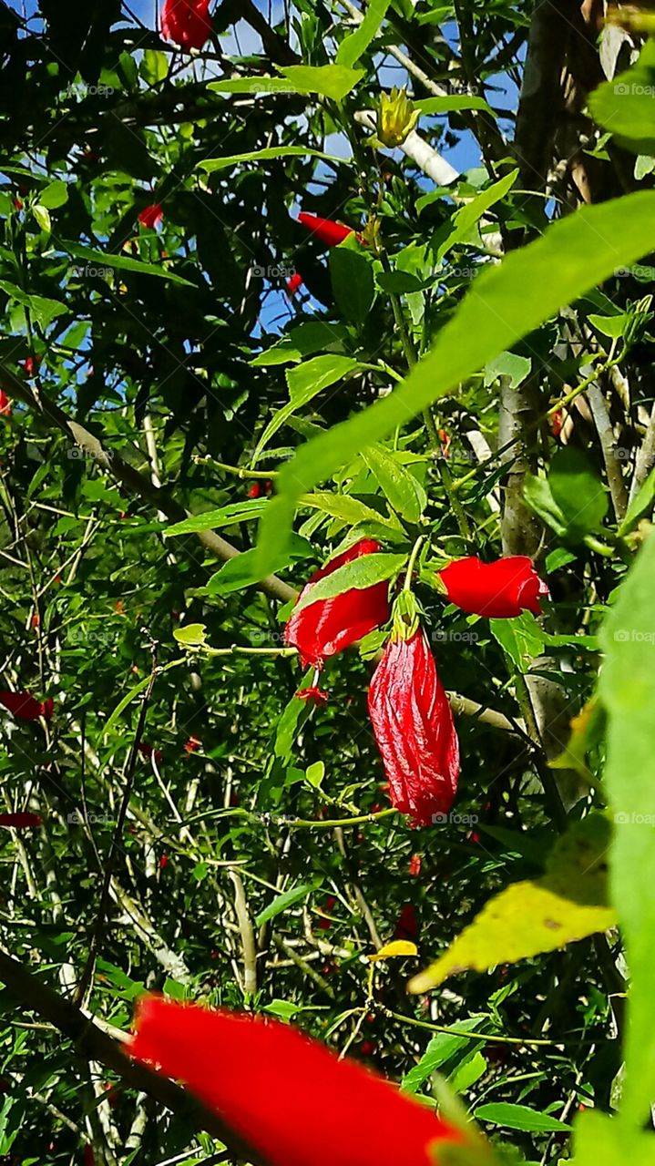Nature NATURAL FLOWER RED