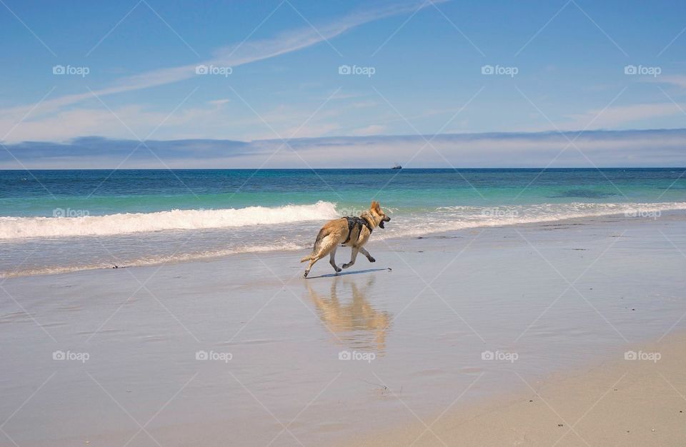 Dog, beach, Pebble beach 