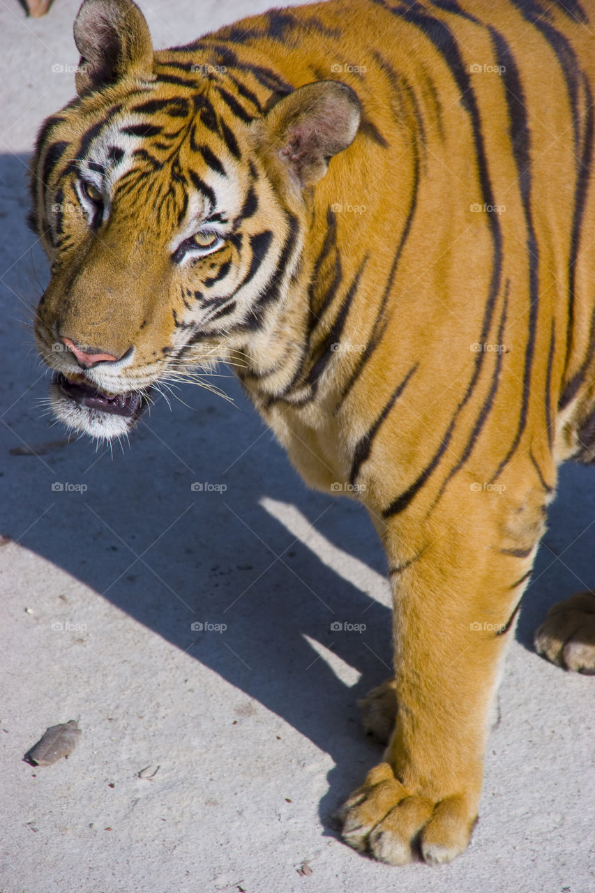 THE BENGAL TIGER IN PATTAYA THAILAND